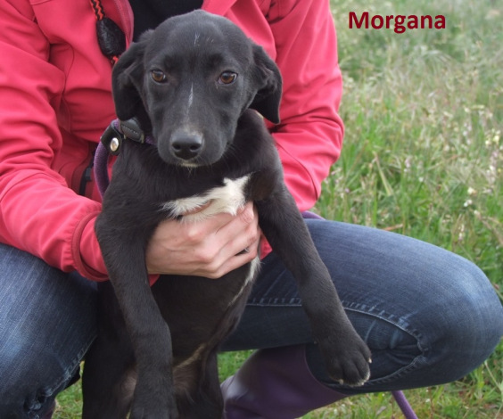 Morgana – adopted as Poppy