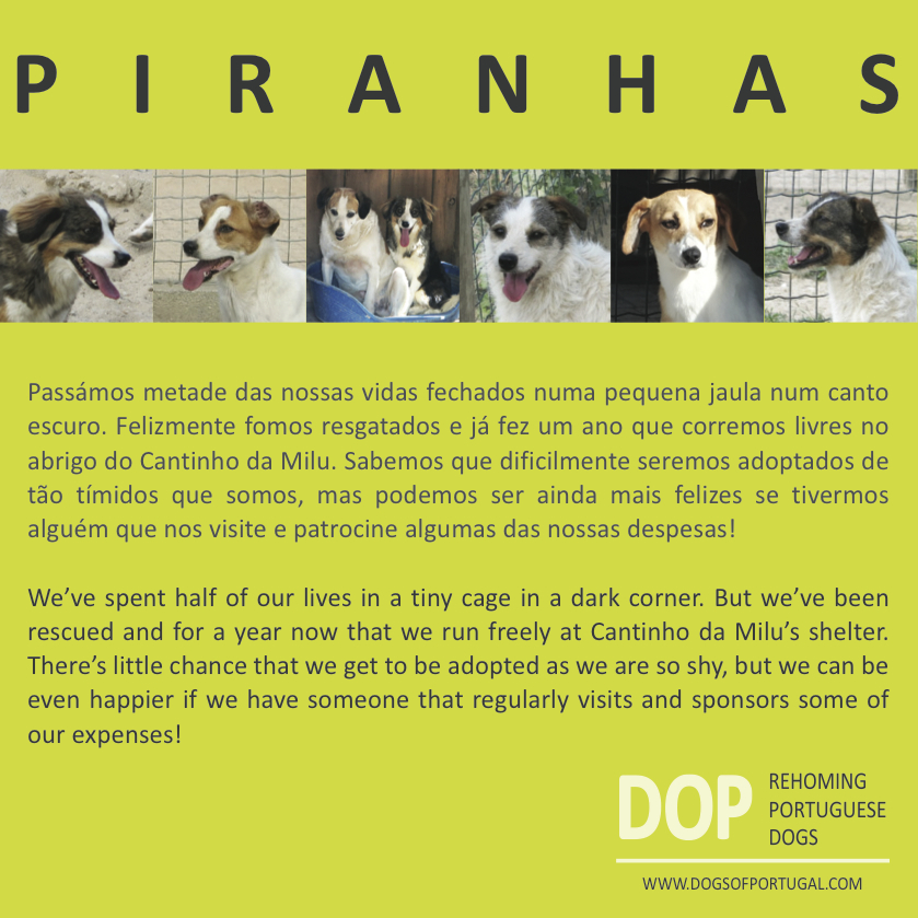 Piranhas: in reality very scared dogs