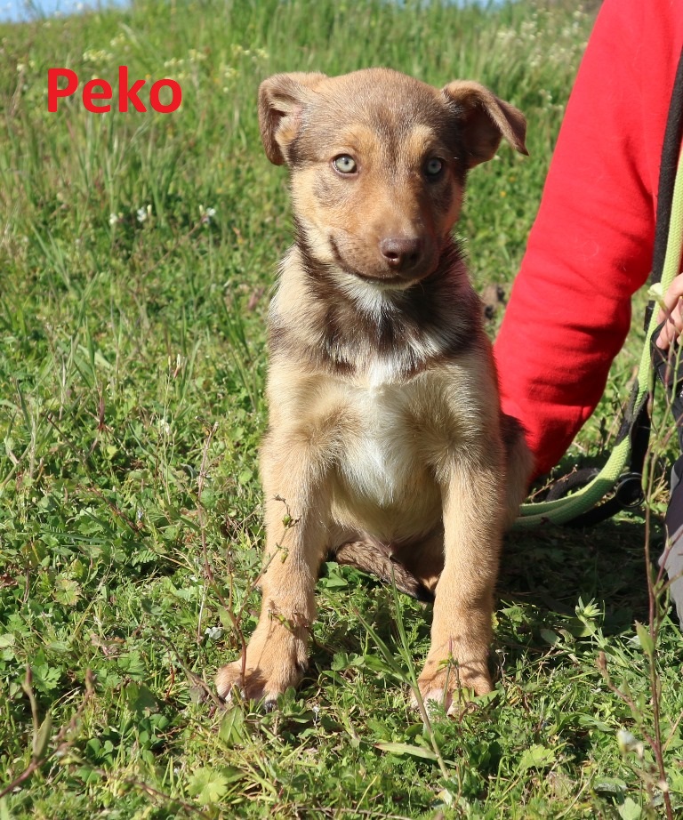 Peko – adopted as Paco