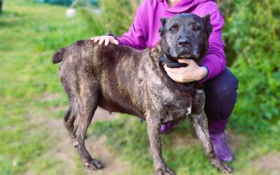 Ashanti: big and gentle, such a lovely girl.