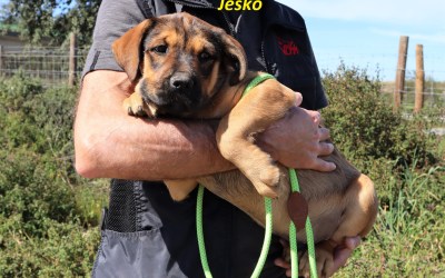 Jamie, Jaris and Jesko: stunning big puppies!