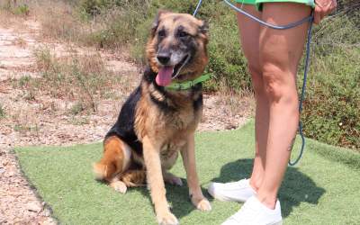 Gioia: the sweetest, gentlest girl you can imagine