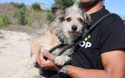 Nucha: her owner´s parting was the end of the world for her
