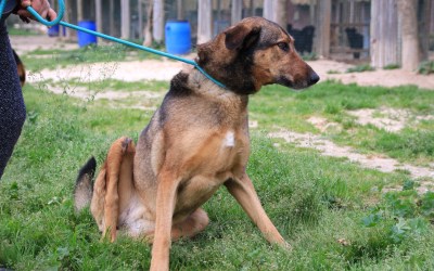 Keeva: such a special dog. Will she ever get her chance to be loved?