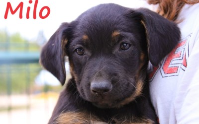 Mandy, Moni, Mavis and Milo: adorable puppies!