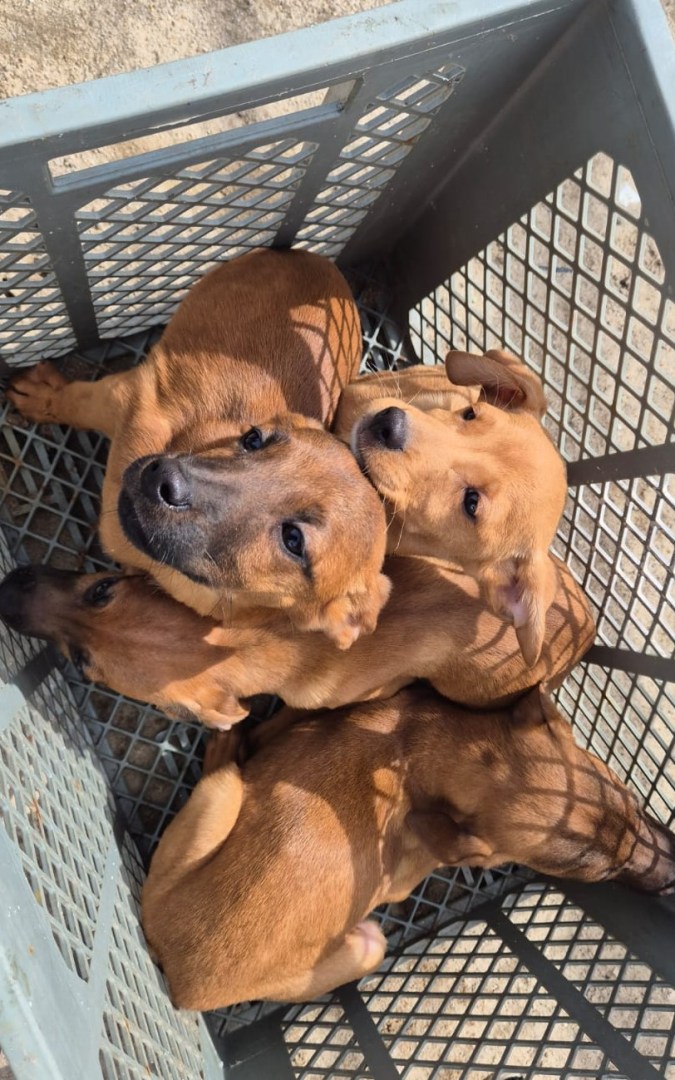 Paris, Perry, Porsche and Pontiac: puppies abandoned by a coward