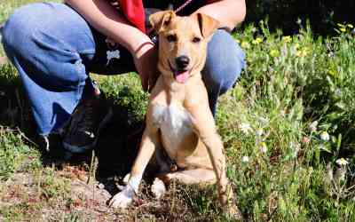Dixon: very friendly and lively puppy