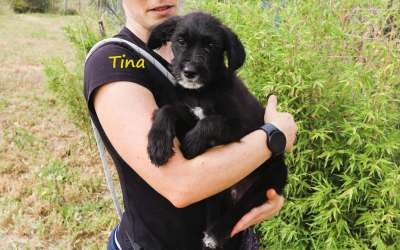 Tara, Thea, Tina and Tulio: very cute puppies
