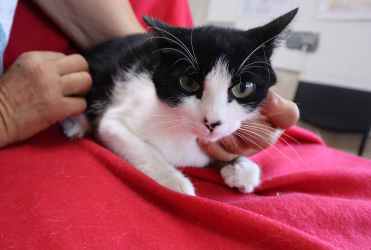 Penelope: very sweet and gentle cat who just needs to feel safe